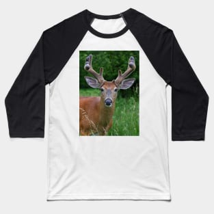 A touch of velvet - White-tailed buck Baseball T-Shirt